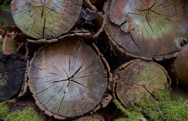 Detail of a stack of sawn wooden logs left to dry for firewood.