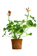  indoor flower geranium pelargonium in a pot bloomed with red flowers on a white background.