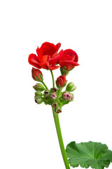 indoor flower geranium pelargonium bloomed with red flowers on a white background