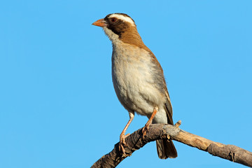 White-browed sparrow-weaver (Plocepasser mahali) perched on a branch, South Africa.