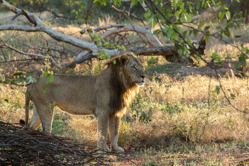 Naklejka na ściany i meble kruger national parc/ndzuti lion posing in sunset colours 