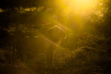 kruger national parc/ndzuti lion posing in sunset colours	