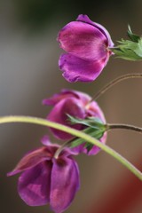  Mediterranean spring blossom