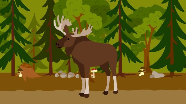 Cartoon moose flat animation video