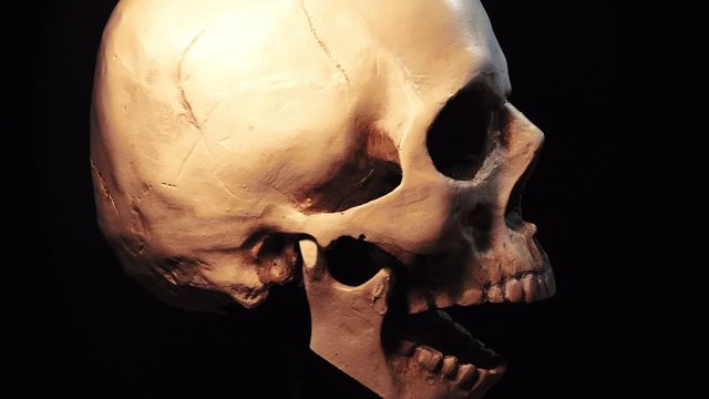 Rotating skull on black background, skeleton head for anatomy classes in Schools and Universities . High quality skull replica. Extreme close up of a Skull rotating