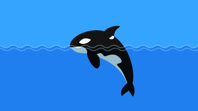 Cartoon orca flat animation video