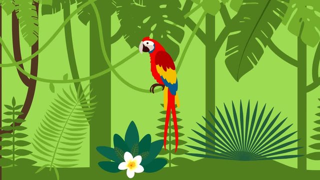 Cartoon parrot flat animation video
