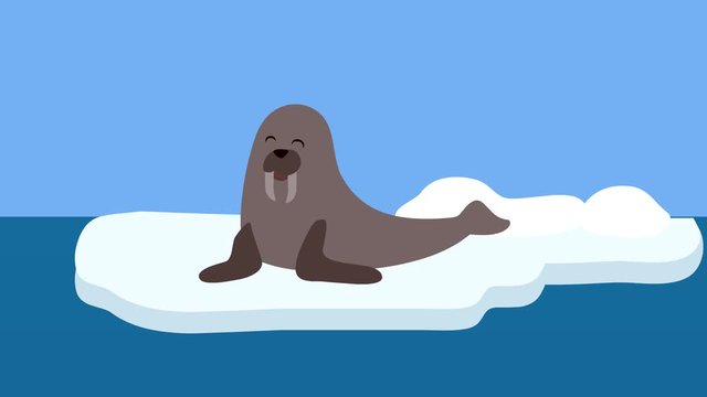 Cartoon walrus flat animation