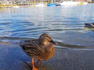Walking in park an with animals