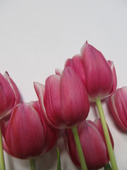 Crimson tulips on a light background. Spring concept.