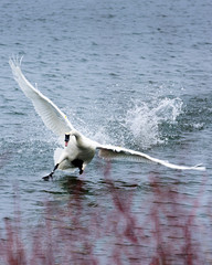 Swan Landing