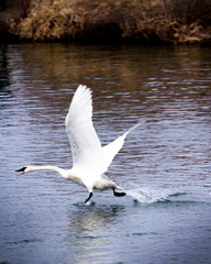 swans in flight