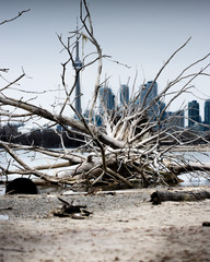 tree on the beach