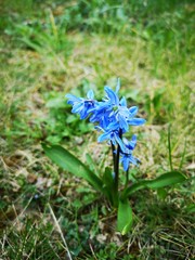 zarte blaue Frühlingsblume