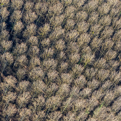 vue aérienne de la forêt en hiver à Guiry-en-Vexin dans le Val d'Oise en France