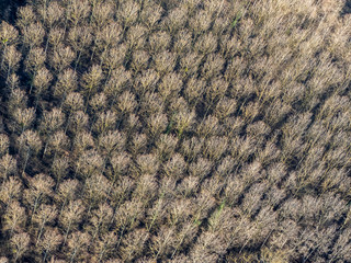 vue aérienne de la forêt en hiver à Guiry-en-Vexin dans le Val d'Oise en France