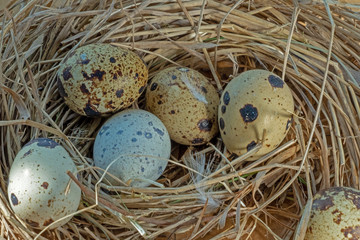 quail eggs in the nest