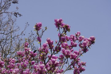Le magnolia © Cécile Haupas