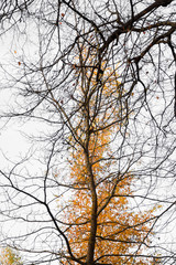 Branches of bare trees