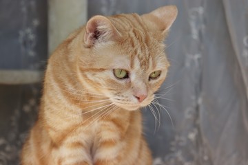 落ち着いた雰囲気の猫アメリカンショートヘア