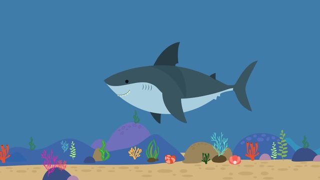 Cartoon shark flat video animation