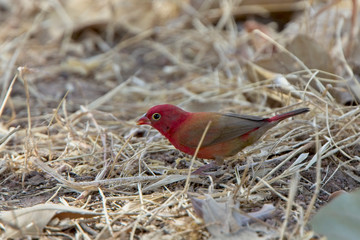Red-billed Firefinch (Lagonosticta senegala) male eating seed on the ground, Gambia.