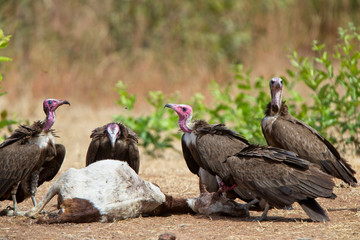 Hooded Vultures (Necrosyrtes monachus) gathered around a carcass of a dead goat, Gambia.