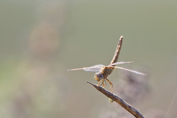 Dragonfly, female, perched, near Georgetown, Gambia.