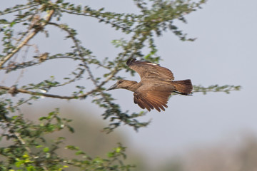 Hamerkop (Scopus umbretta) in flight, Gambia.