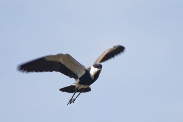 Spur-winged Lapwing (Vanellus spinosus) in flight, Gambia.