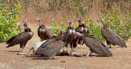 Hooded Vultures (Necrosyrtes monachus) gathered around a carcass of a dead goat, Gambia.