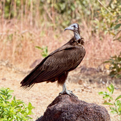 Hooded Vulture (Necrosyrtes monachus) one standing on a rock, Gambia.
