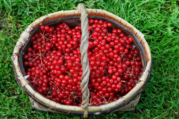 Ripe red viburnum berries in a wicker basket on a grass background. Viburnum crop close-up. Bunches of viburnum. Food for vegans.