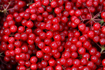 Ripe red viburnum berries close-up. Natural background of berries. Lots of viburnum berries. Harvesting viburnum berries.