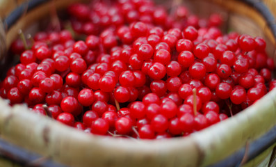 Ripe red viburnum berries in a wicker basket on a grass background. Viburnum crop close-up. Bunches of viburnum. Food for vegans.