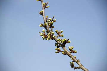 Mirabelle plums fruit tree spring buds 