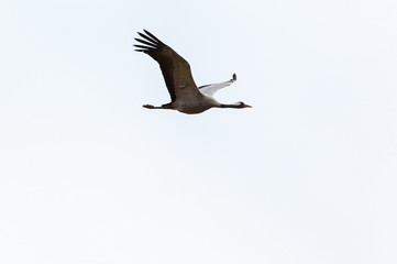 Cranefly  in the sky