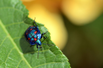 Colorful Hibiscus Harlequin Bug, Tectocoris diophthalmus, family Scutelleridae. Endemic to Australia, New Guinea and the Pacific Islands.