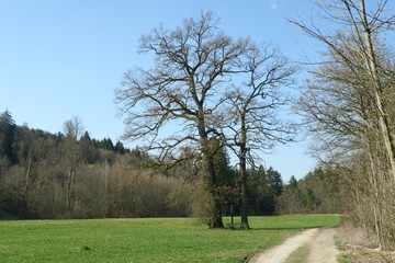 Kruzifix umrahmt von Eichen