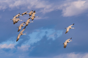 Migrating Greater Sandhill Cranes in Monte Vista, Colorado