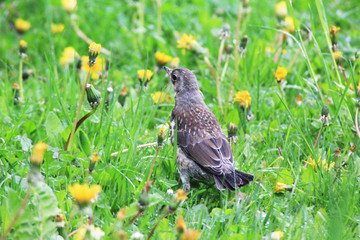 A beautiful thrush walks through a meadow with dandelions