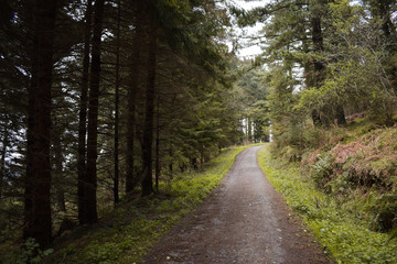 Sendero de piedra atravesando el bosque de pinos en Irlanda