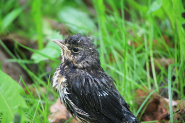 Little proud thrush chick looking for their parents