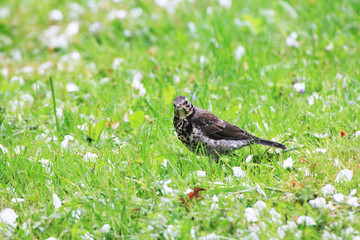 Fototapeta premium Thoughtful dad thrush looking for worms and insects in the meadow