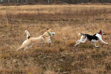 Happy dogs running in autumnal countryside. Cloudy day