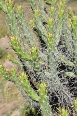 Cactus du canyon de Colca, Pérou