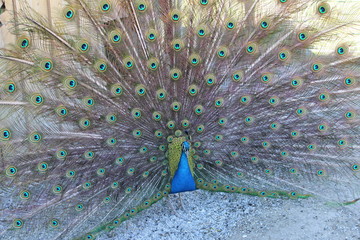 peacock with feathers out
