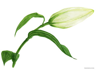 Bud of Oriental Lily traced watercolor