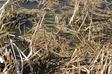 dry grass in lake