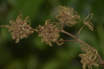 flowers in the garden